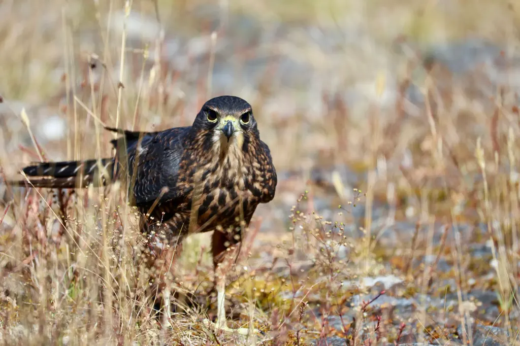 Kārearea (New Zealand falcon)
