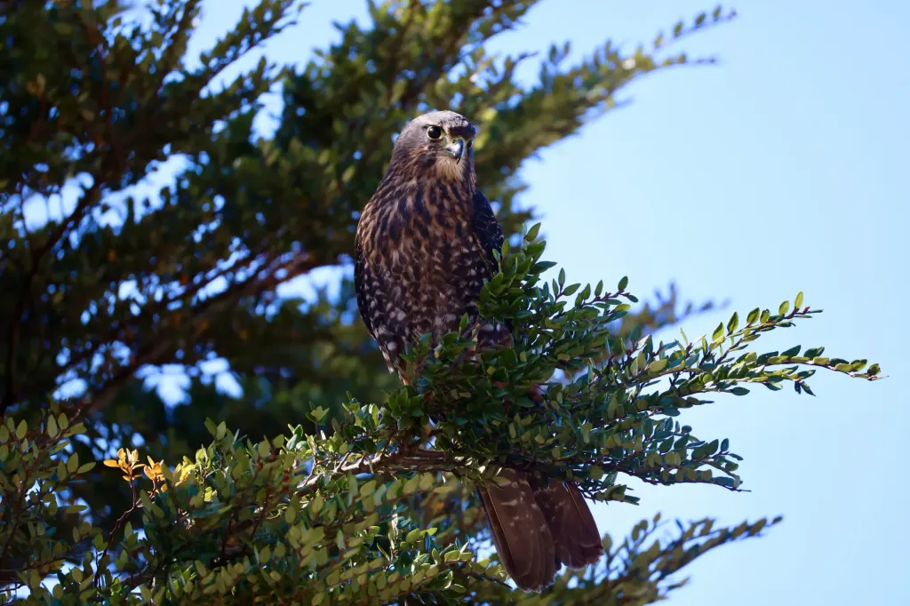 Kārearea (New Zealand falcon)