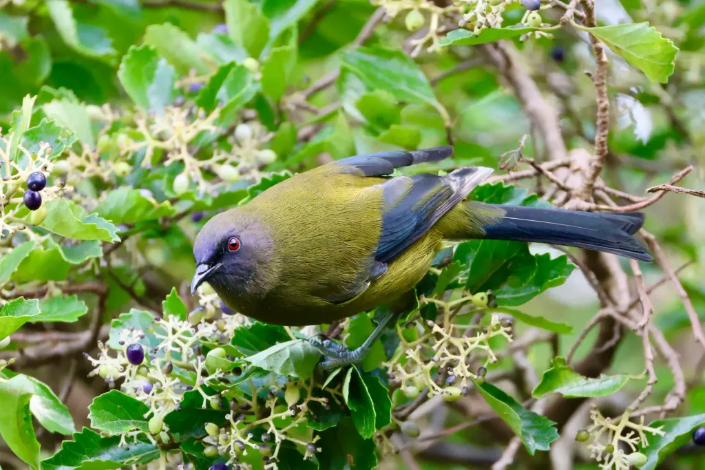 Korimako (bellbird)