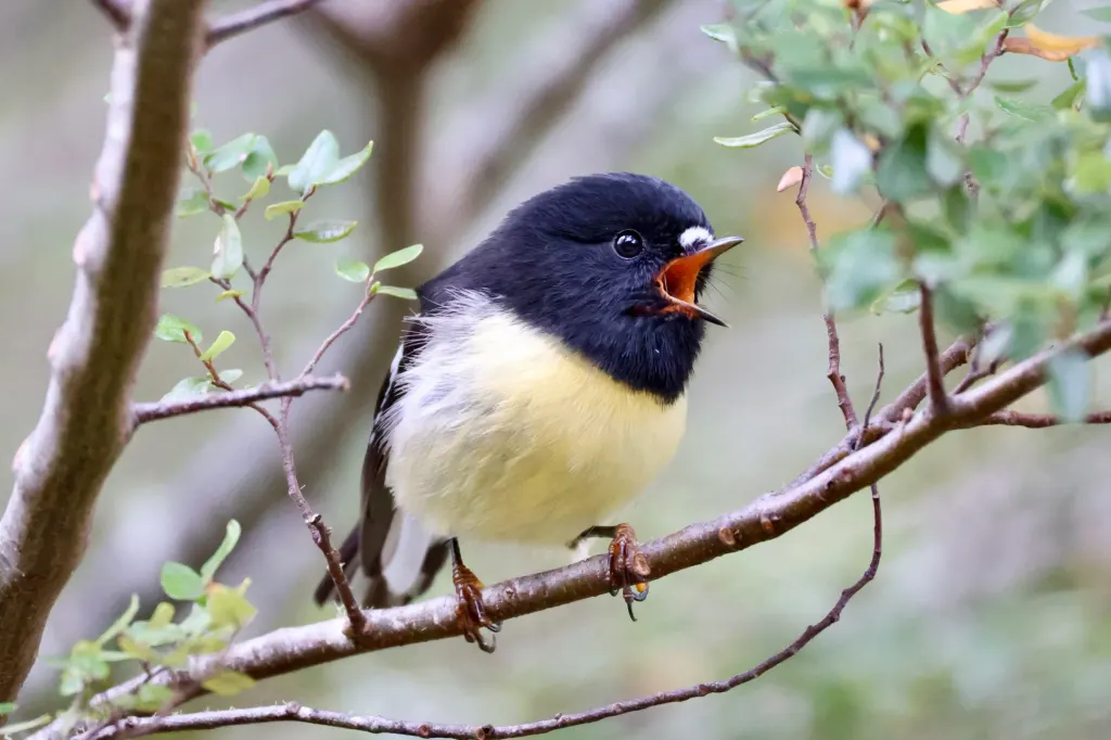 Ngirungiru (South Island tomtit)
