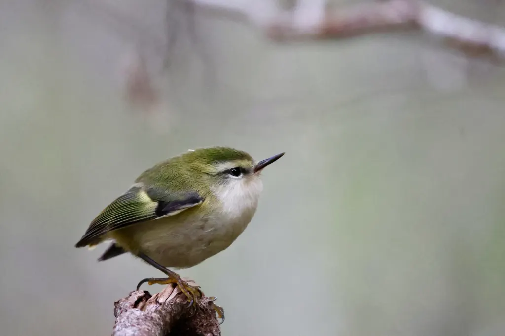Titipounamu (rifleman)