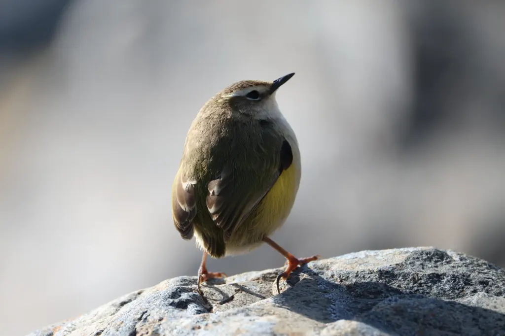Pīwauwau (rock wren)