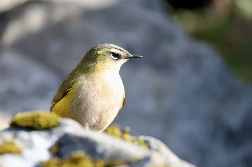Pīwauwau (rock wren)