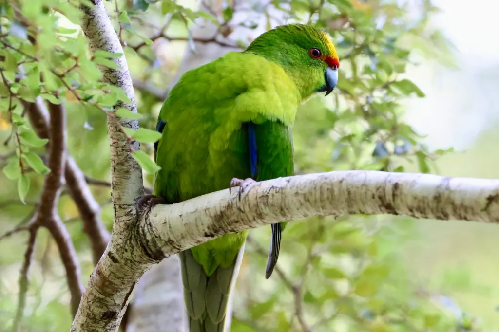 Kākāriki (yellow-crowned parakeet)