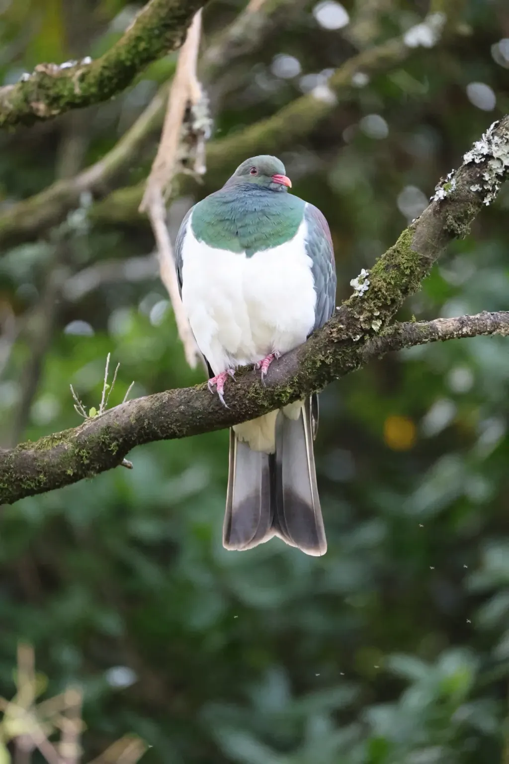 Kererū (New Zealand pigeon)