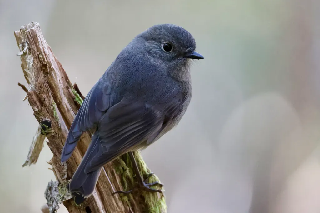 Kakaruai (South Island robin)