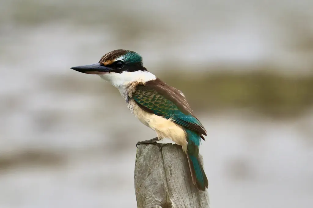 Kōtare (sacred kingfisher)