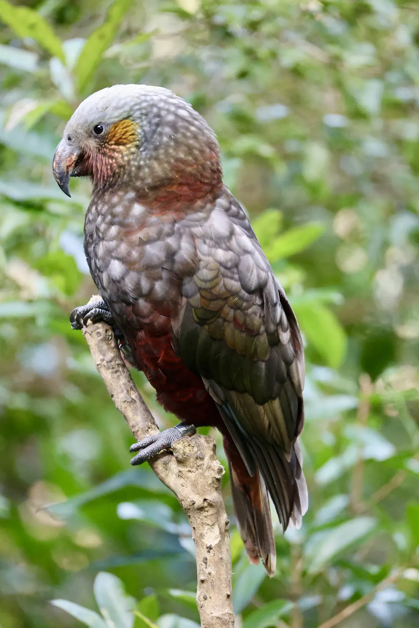 Native bird photographed on a Manu Kaewa bird photography tour in Aotearoa.