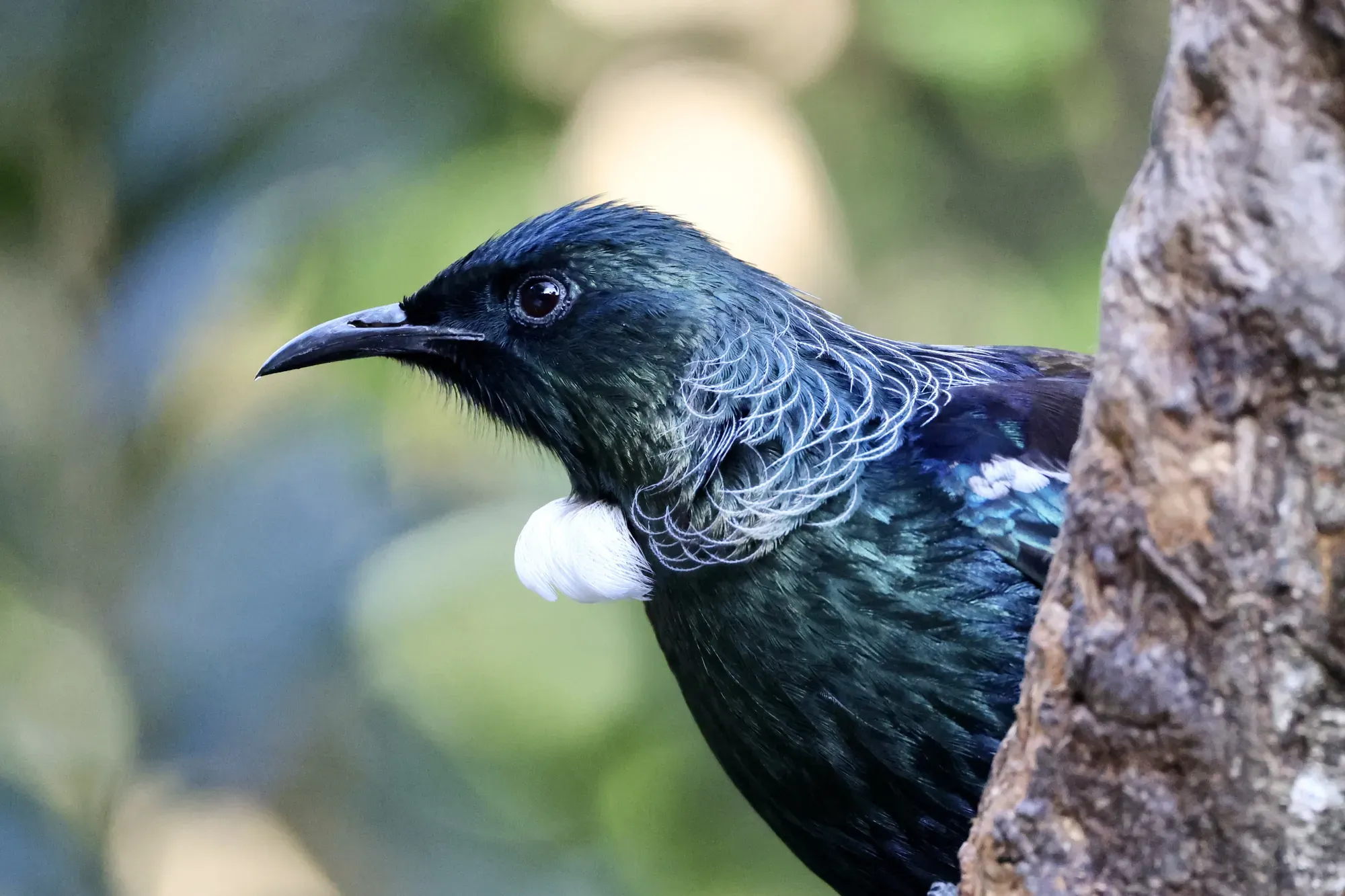 Native bird photographed on a Manu Kaewa bird photography tour in Aotearoa.