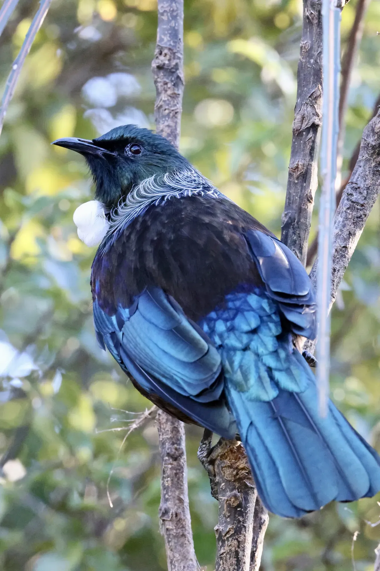 Native bird photographed on a Manu Kaewa bird photography tour in Aotearoa.
