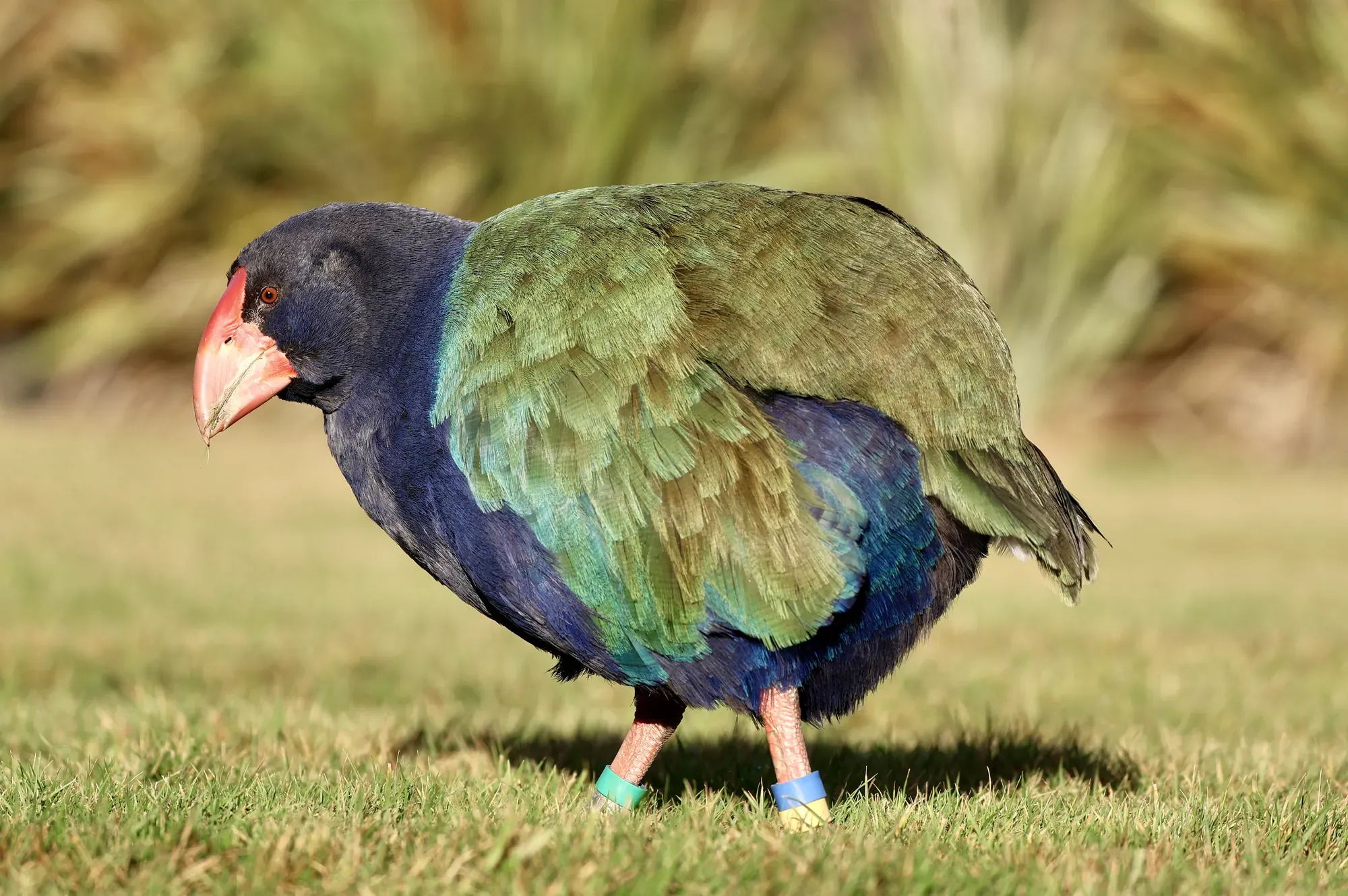 Native bird photographed on a Manu Kaewa bird photography tour in Aotearoa.