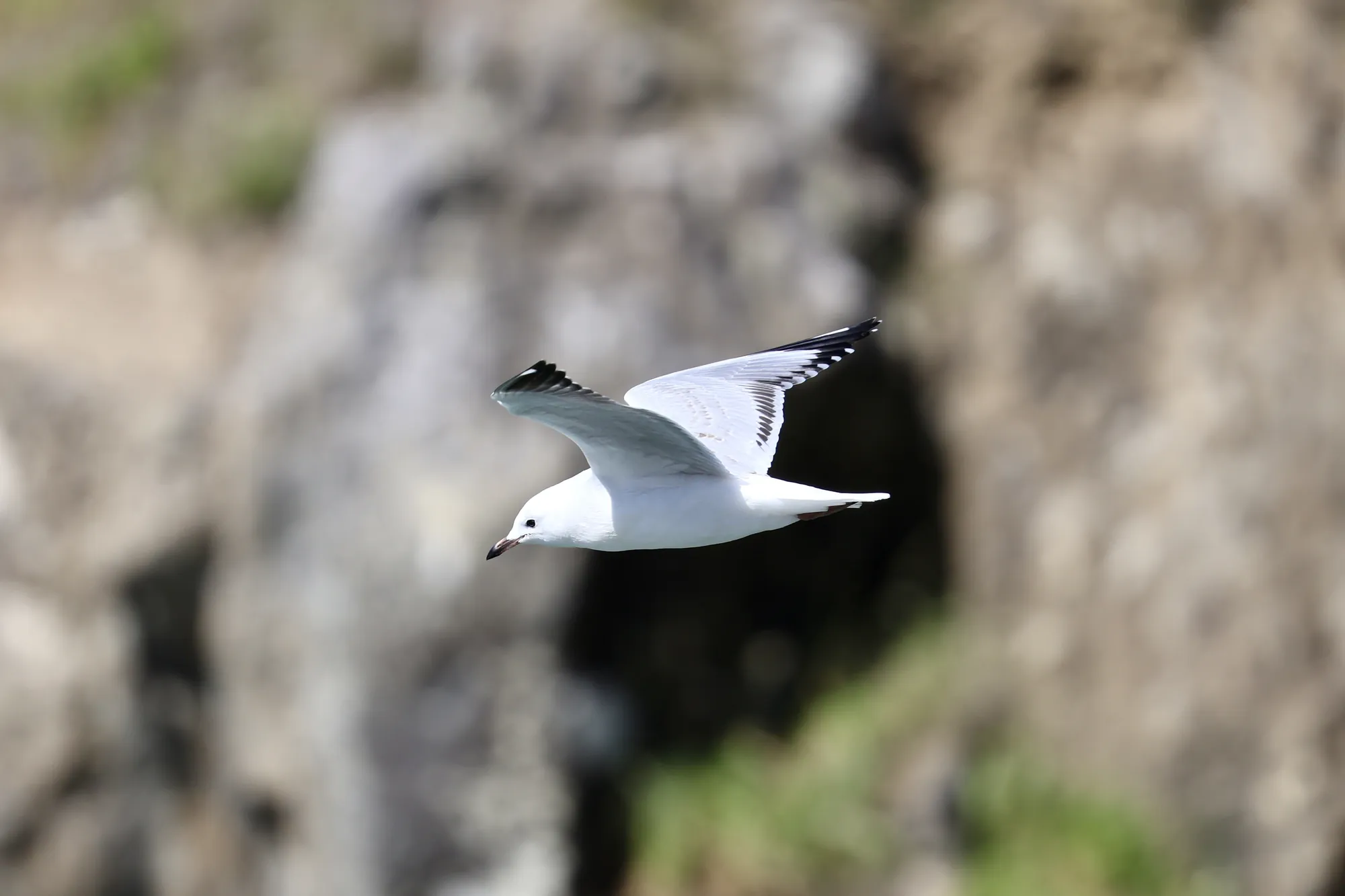 Native bird photographed on a Manu Kaewa bird photography tour in Aotearoa.