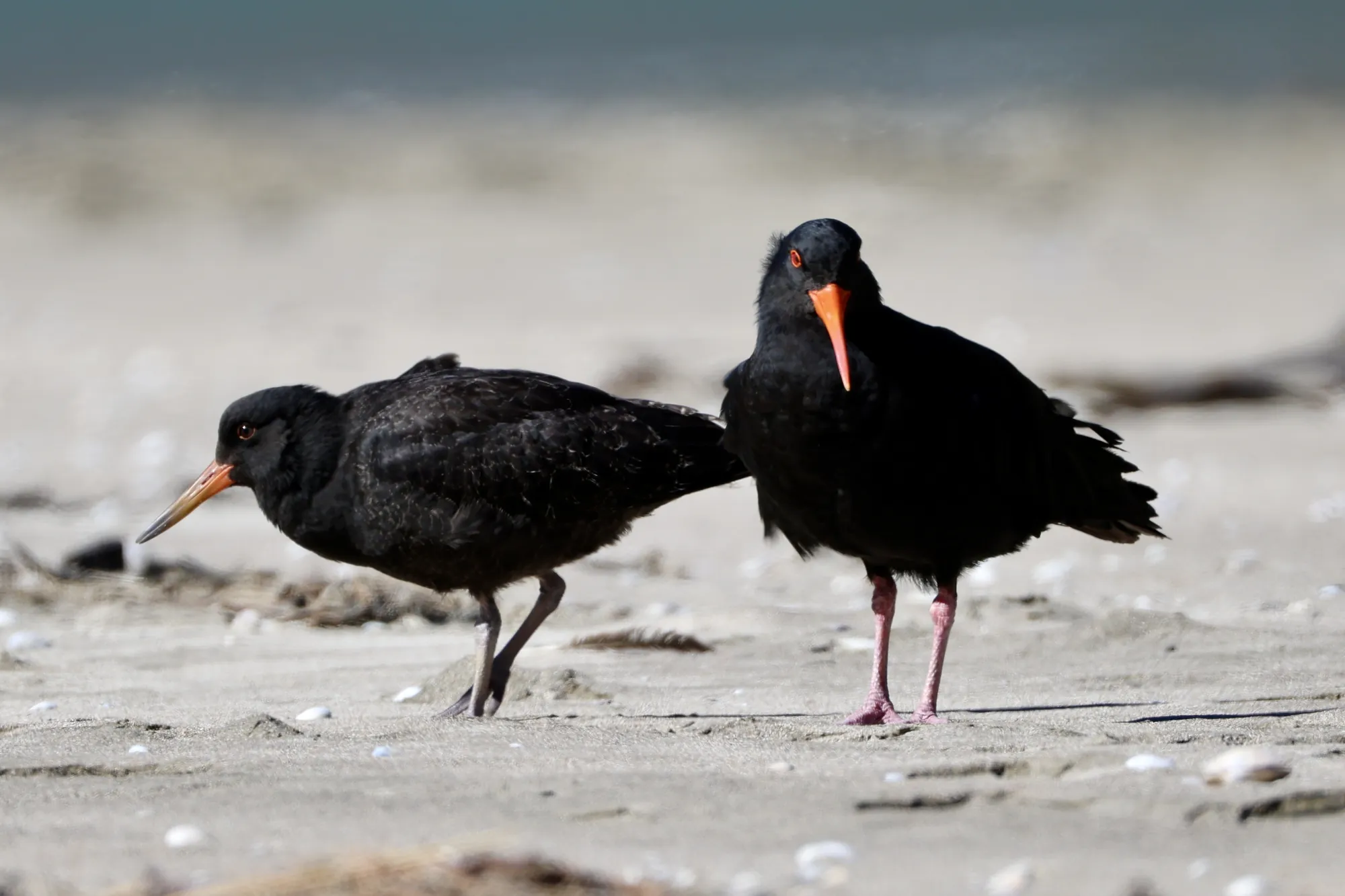 Native bird photographed on a Manu Kaewa bird photography tour in Aotearoa.
