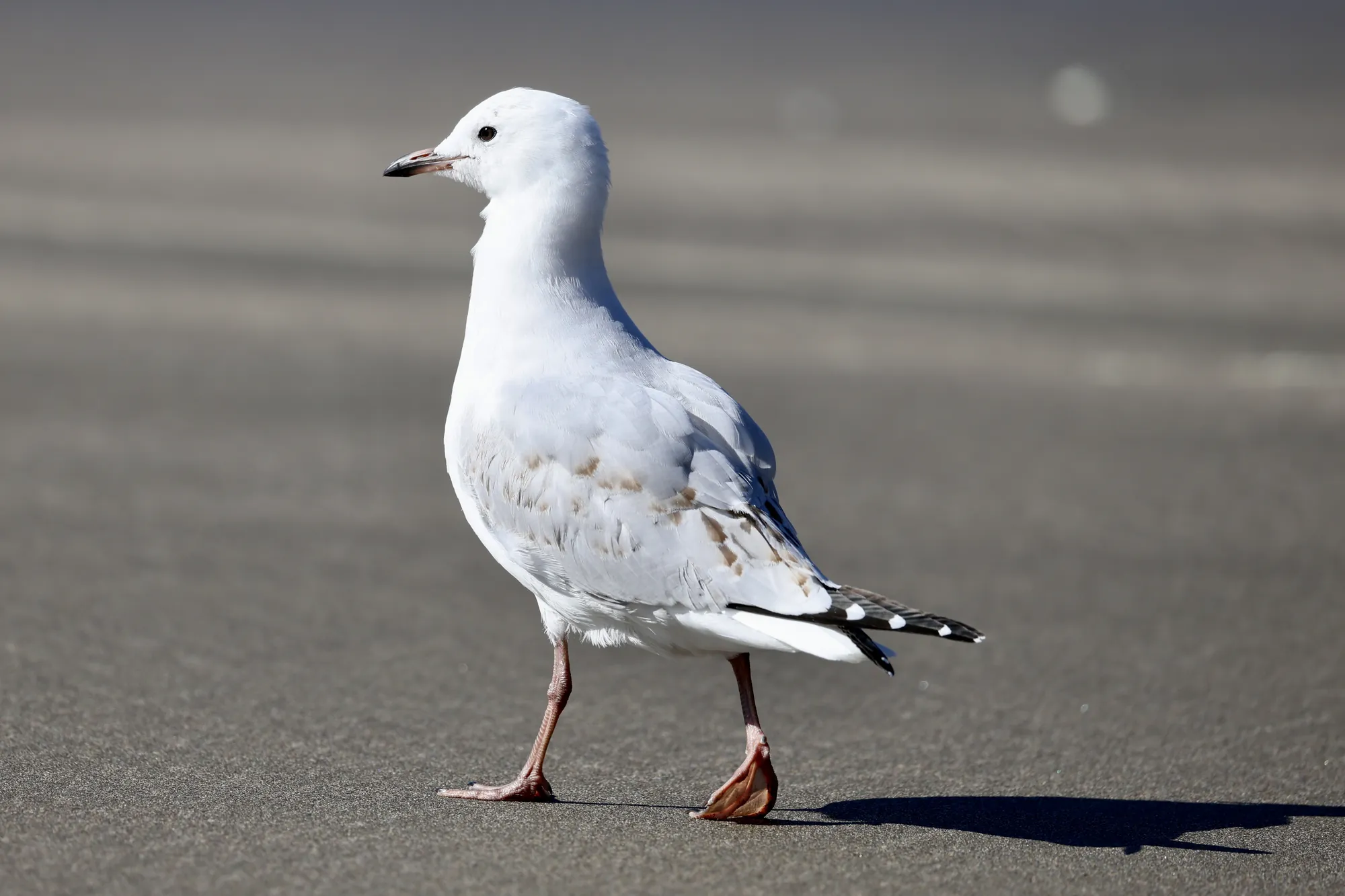 Native bird photographed on a Manu Kaewa bird photography tour in Aotearoa.