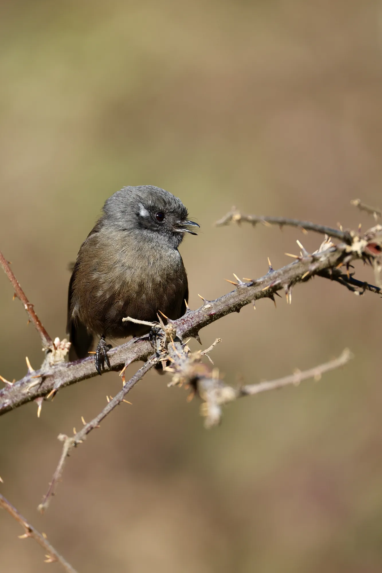 Native bird photographed on a Manu Kaewa bird photography tour in Aotearoa.