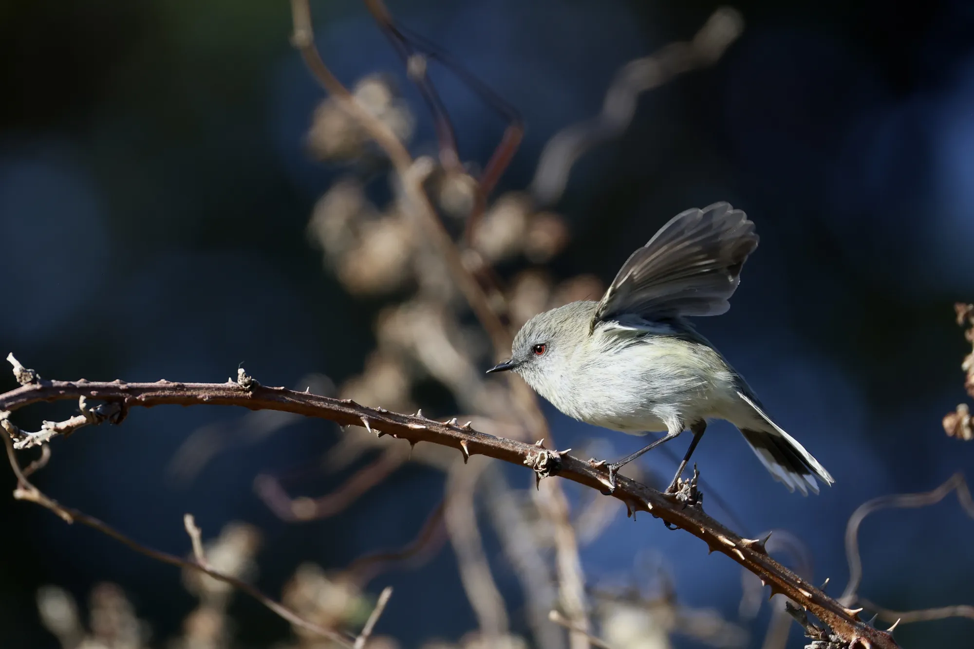 Native bird photographed on a Manu Kaewa bird photography tour in Aotearoa.