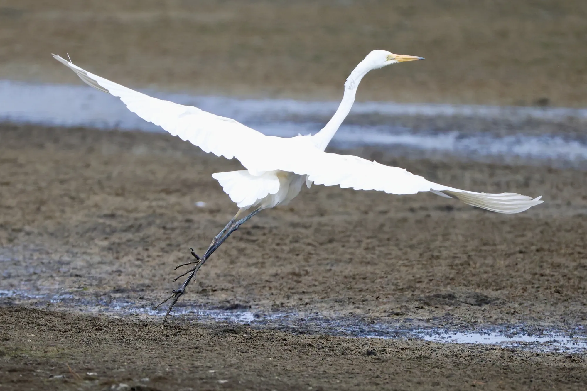Native bird photographed on a Manu Kaewa bird photography tour in Aotearoa.