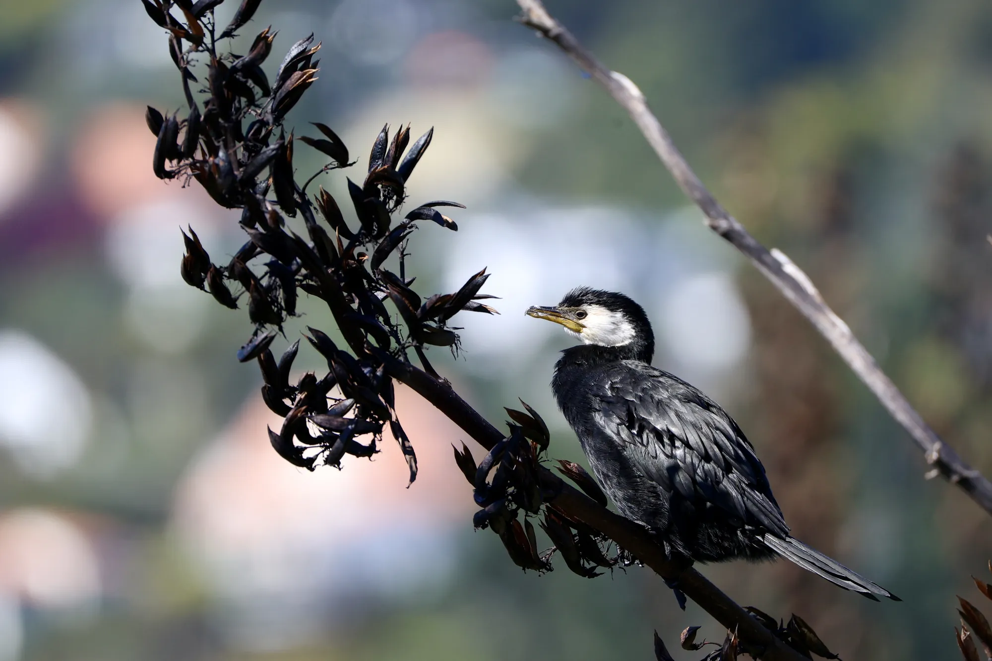 Native bird photographed on a Manu Kaewa bird photography tour in Aotearoa.