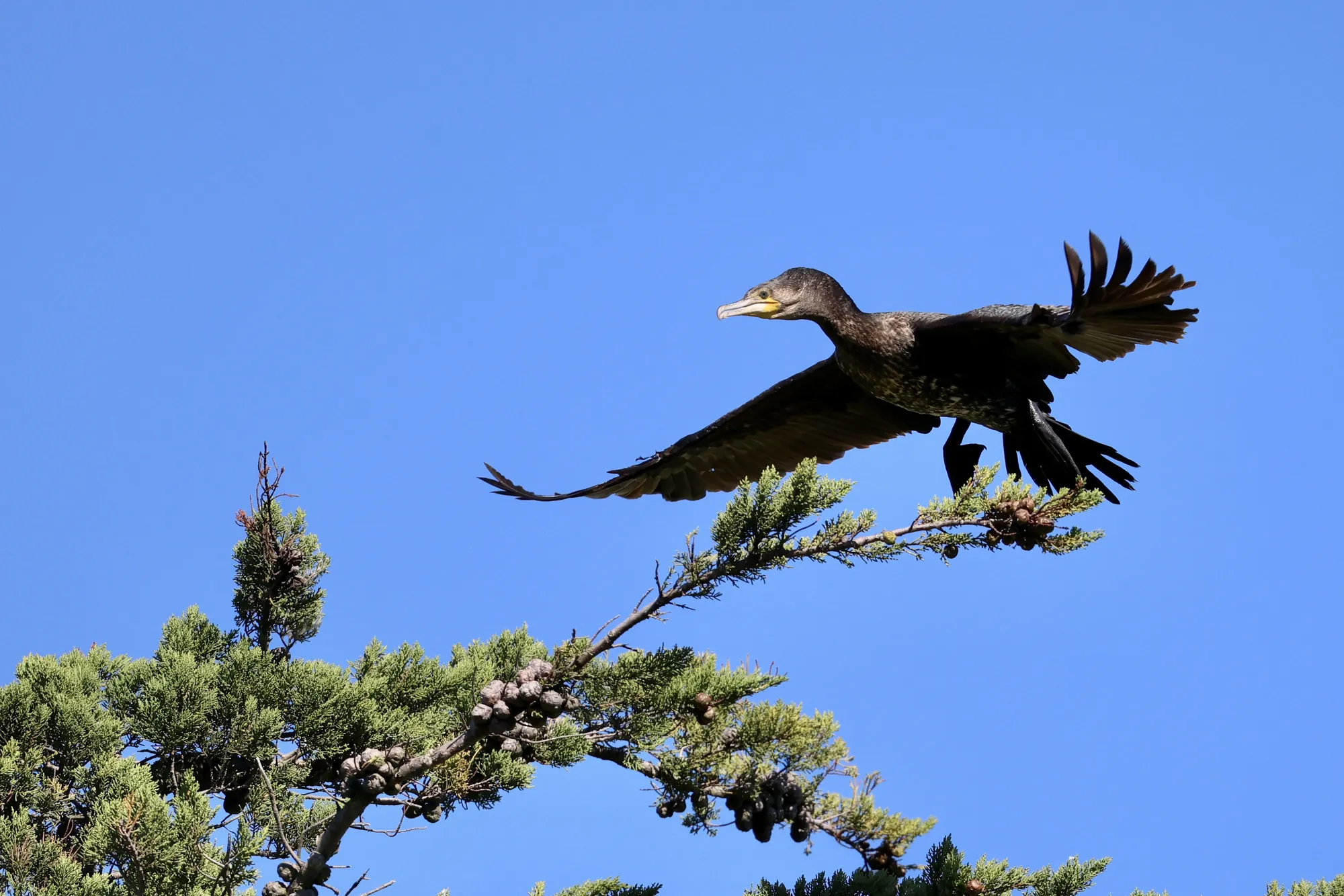 Native bird photographed on a Manu Kaewa bird photography tour in Aotearoa.