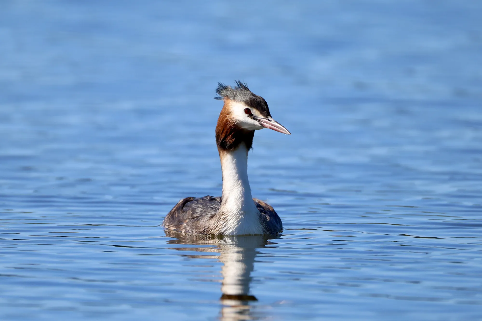Native bird photographed on a Manu Kaewa bird photography tour in Aotearoa.