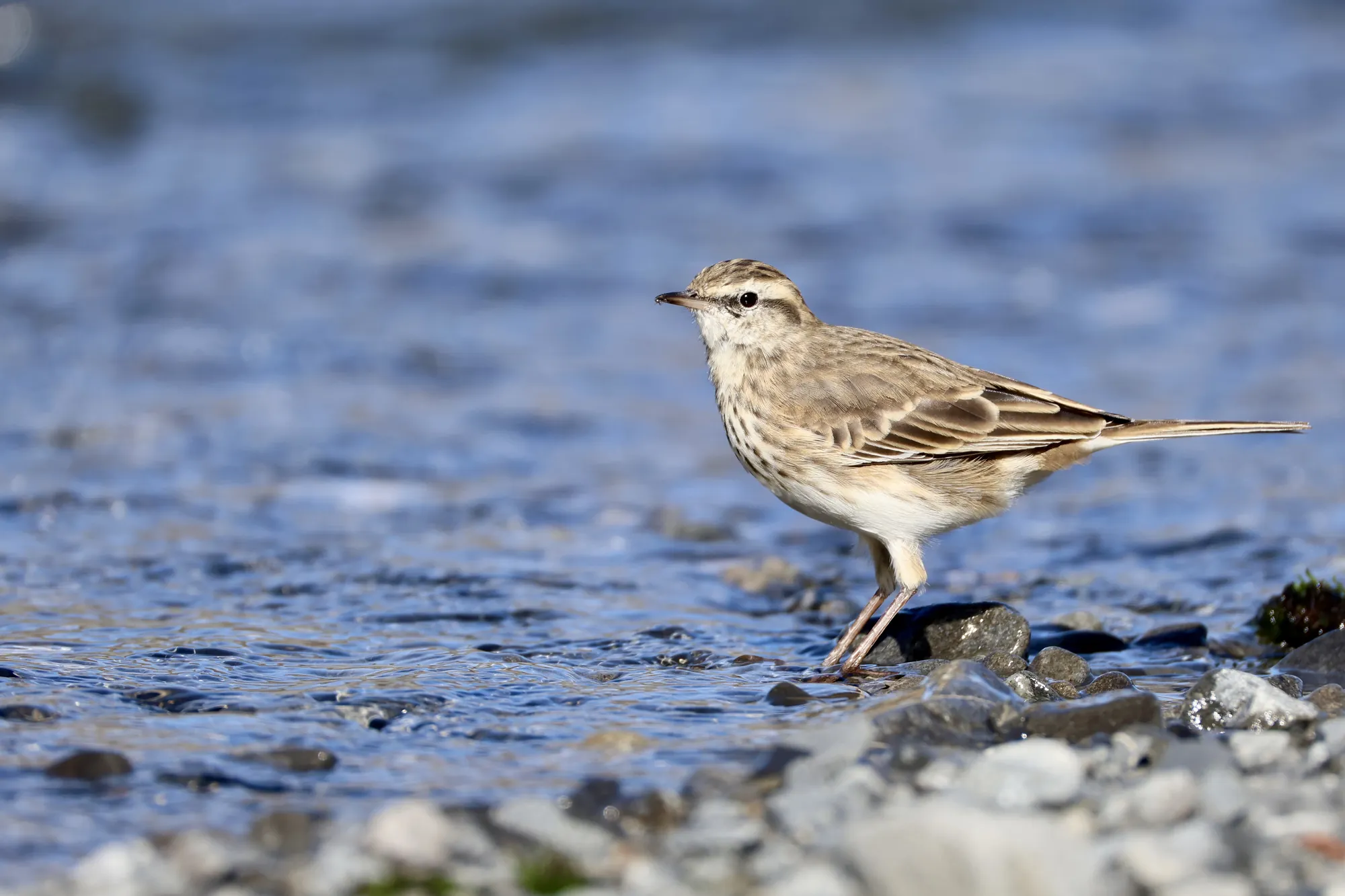 Native bird photographed on a Manu Kaewa bird photography tour in Aotearoa.
