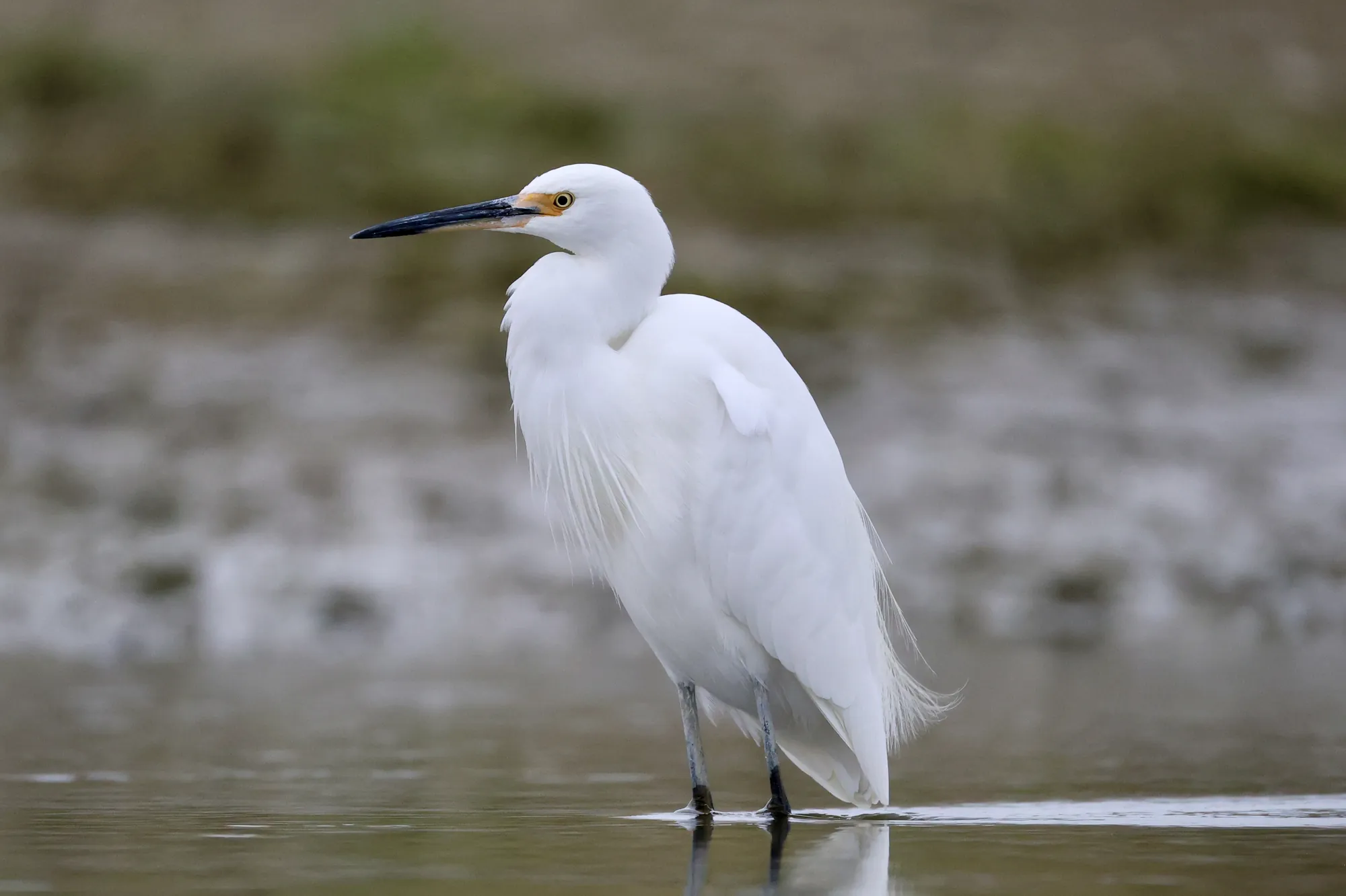 Native bird photographed on a Manu Kaewa bird photography tour in Aotearoa.