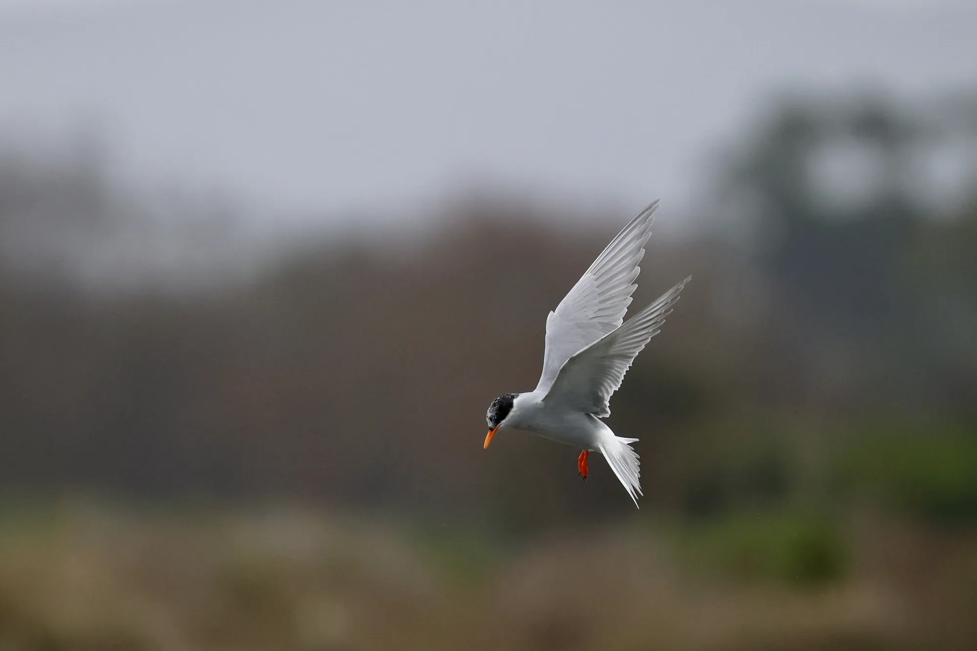 Native bird photographed on a Manu Kaewa bird photography tour in Aotearoa.