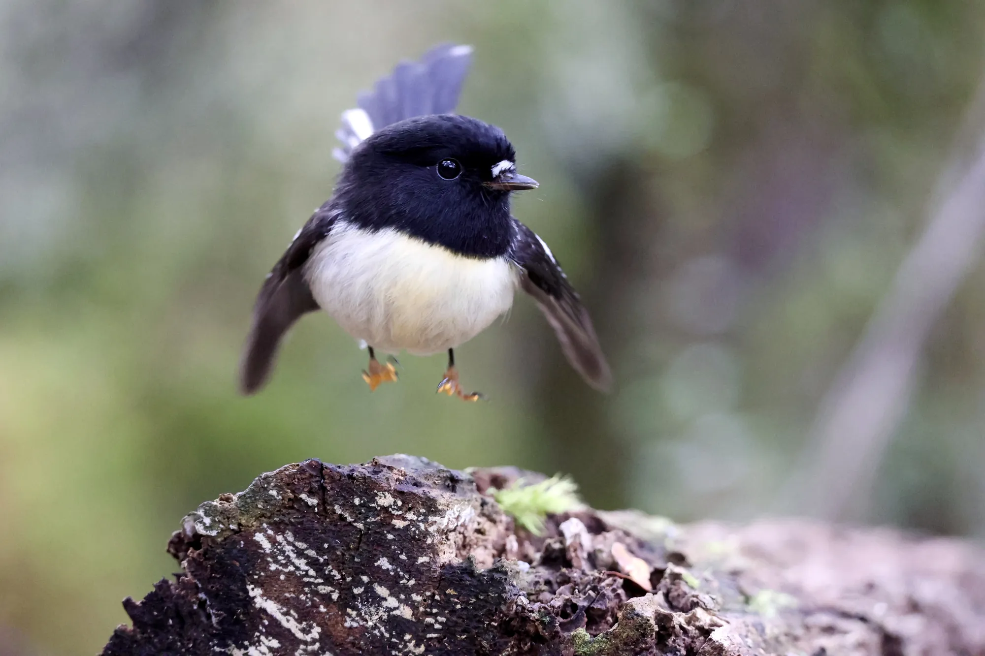 Native bird photographed on a Manu Kaewa bird photography tour in Aotearoa.
