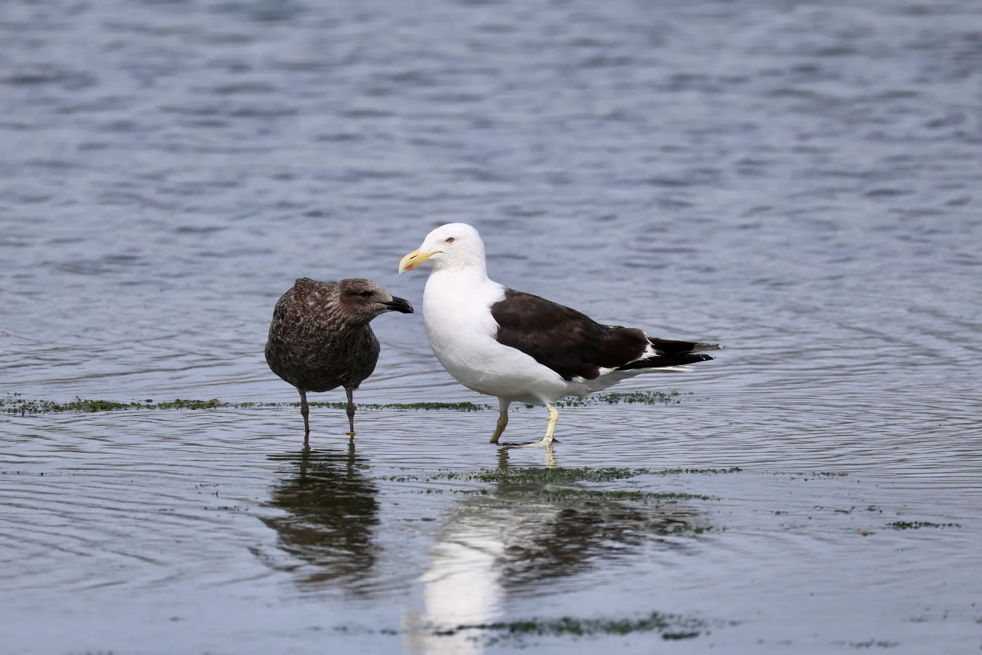 Native bird photographed on a Manu Kaewa bird photography tour in Aotearoa.