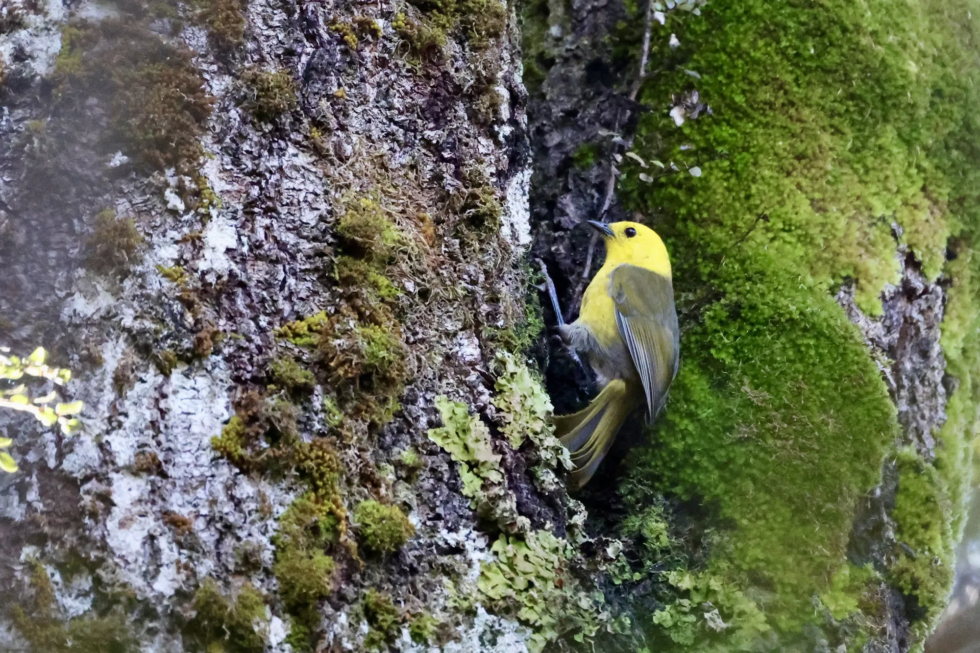 Native bird photographed on a Manu Kaewa bird photography tour in Aotearoa.