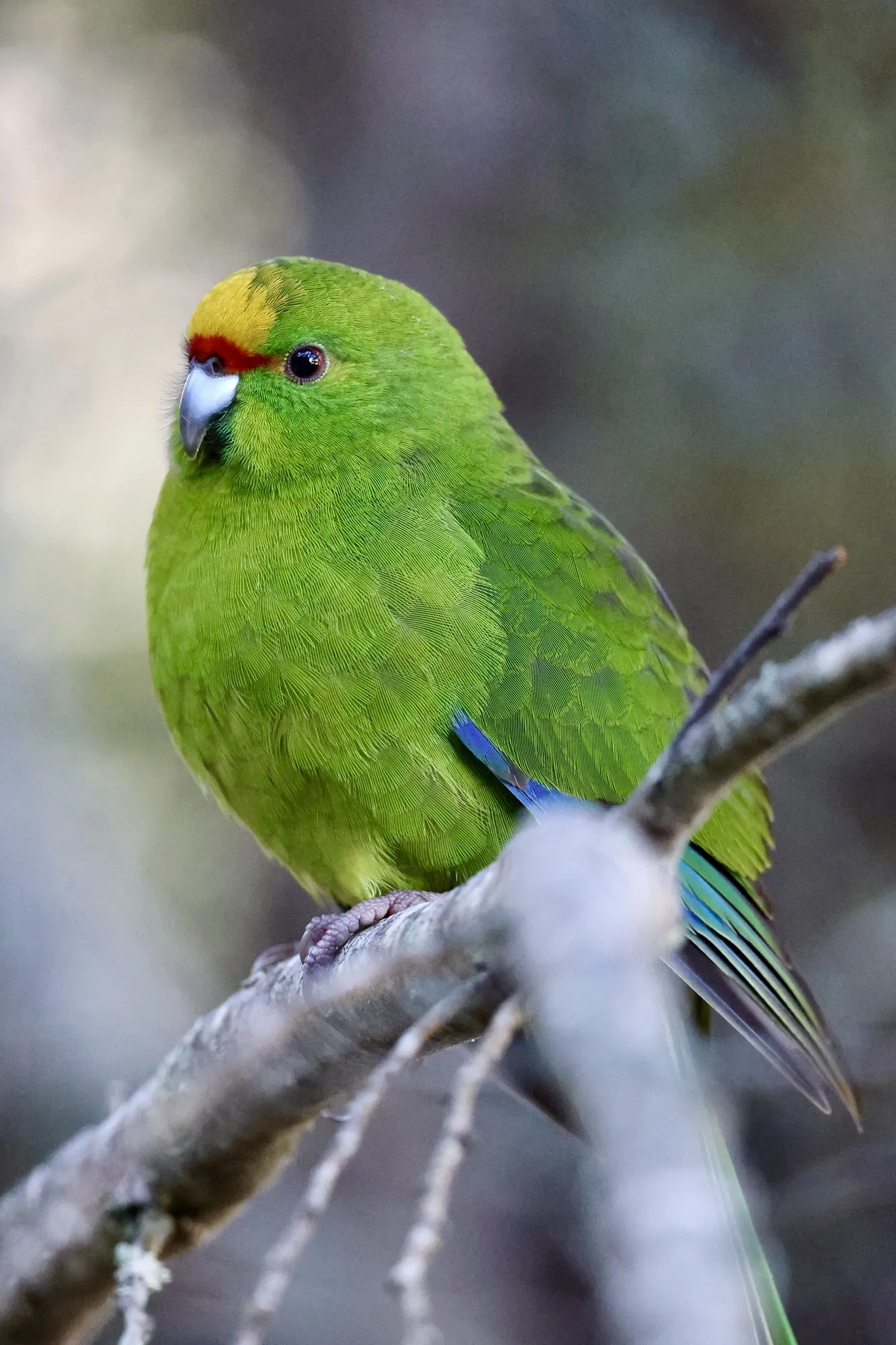 Native bird photographed on a Manu Kaewa bird photography tour in Aotearoa.