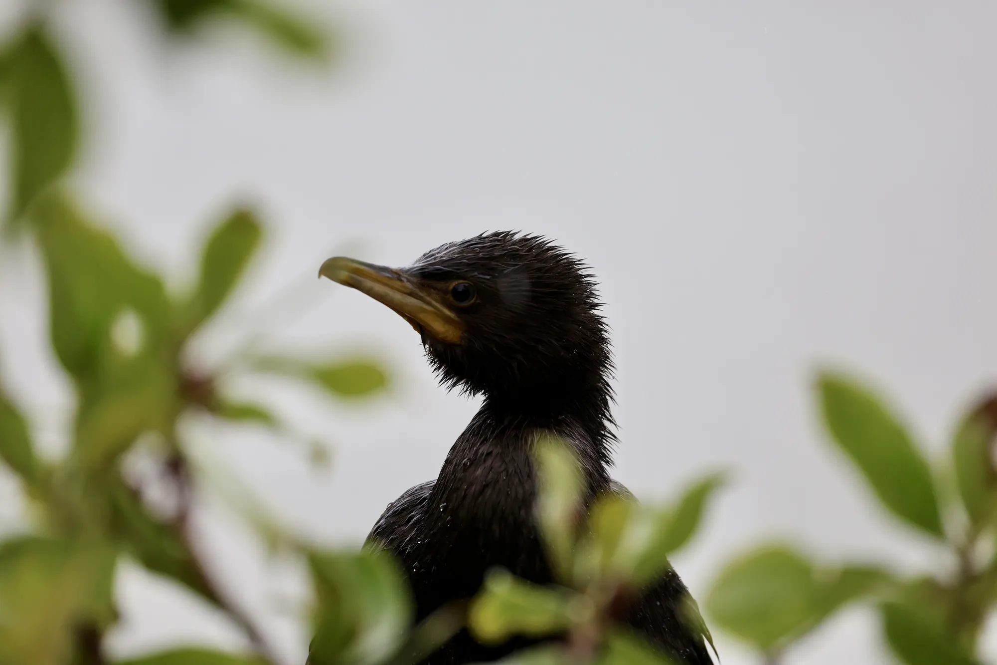 Native bird photographed on a Manu Kaewa bird photography tour in Aotearoa.