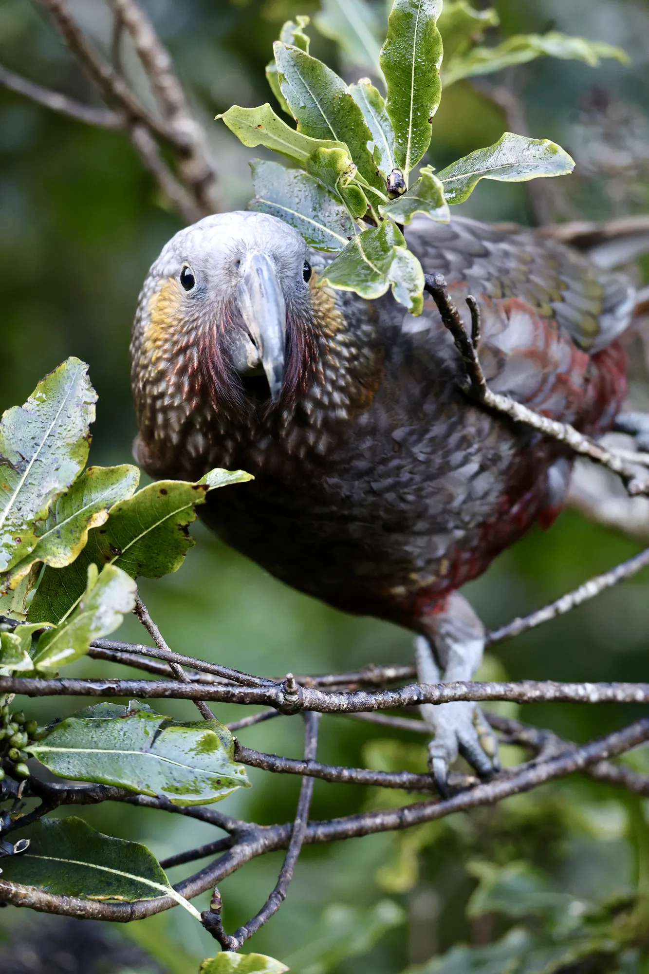 Native bird photographed on a Manu Kaewa bird photography tour in Aotearoa.