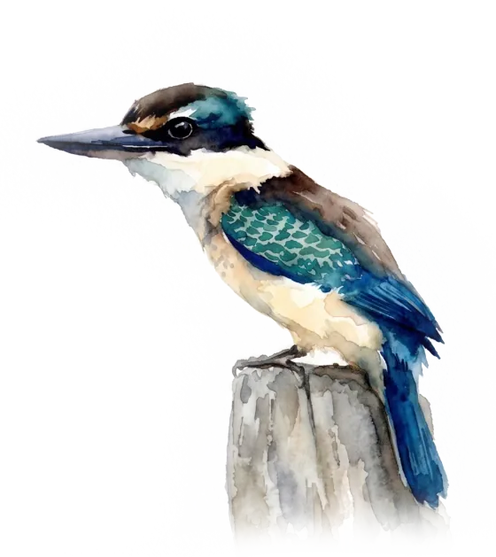 Watercolour painting of a kōtare (sacred kingfisher) perched on a branch.